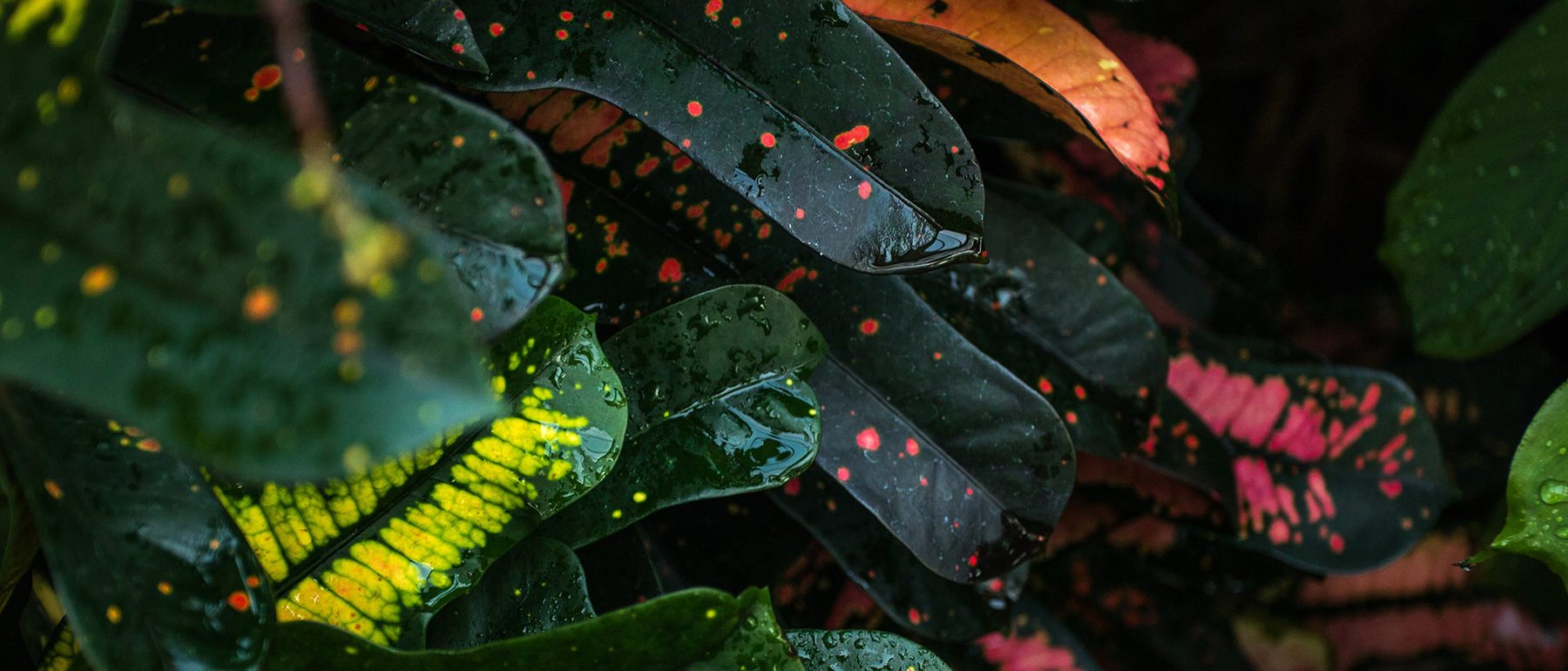 joshua fuller TPtOlSRD7hc unsplash