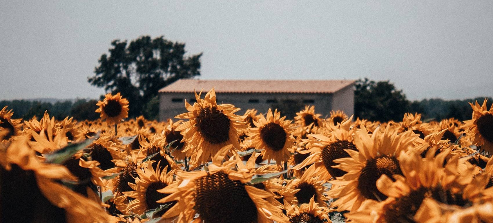 ole witt c0G9AIZURck unsplash